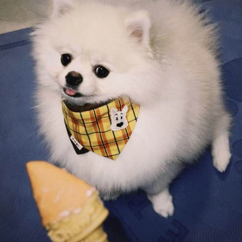 Tagi Dog Scarf